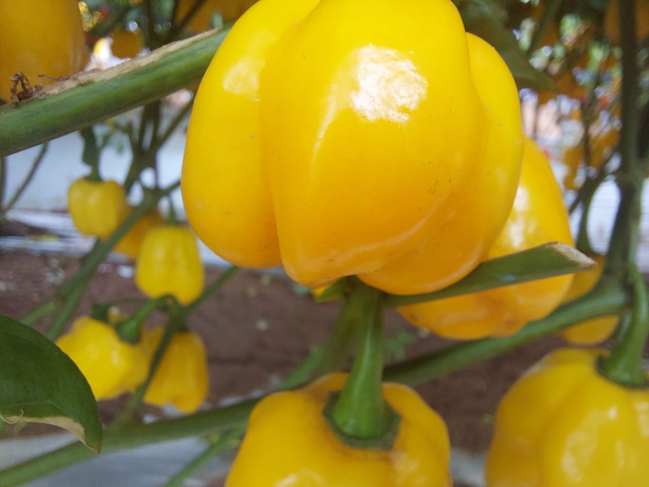 Nos technologies pour fruits et legumes